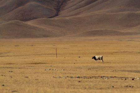 动物,自然风光,戈壁
