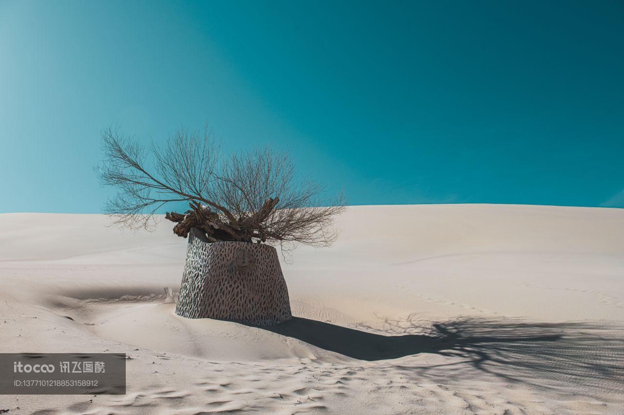 沙漠中的古榆树,树,植物