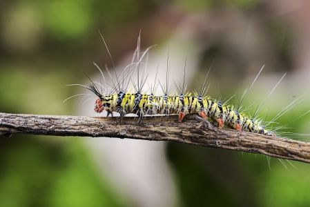 昆虫,幼虫,毛虫,动物,生物,特写,微距