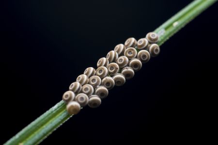 特写,虫卵,生物,动物,植物,树叶,昆虫