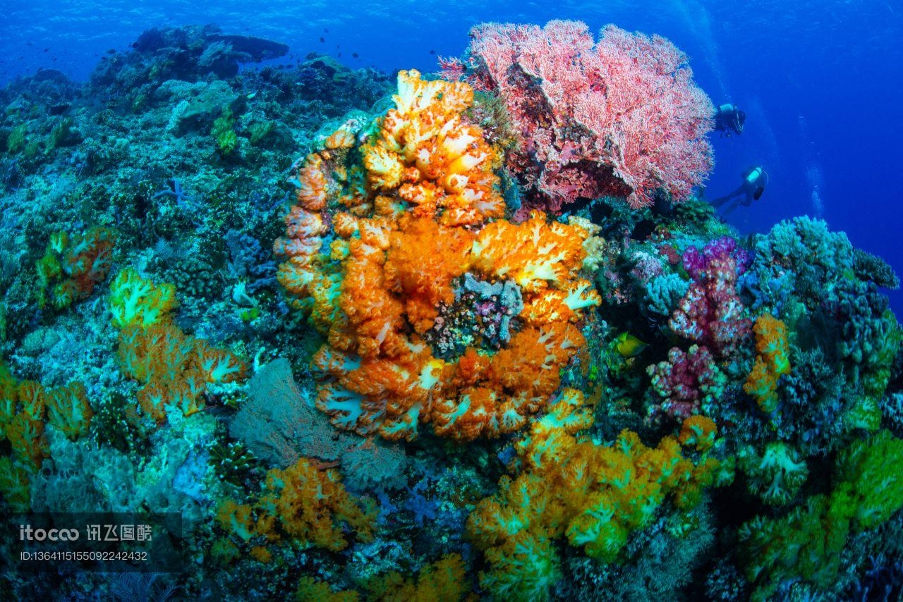 海洋生物 ,自然风光,生物