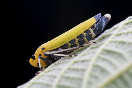昆虫,节肢动物,虫子,动物,生物,特写