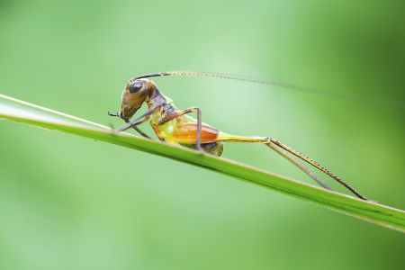 昆虫,节肢动物,昆虫类,动物,特写,微距,生物