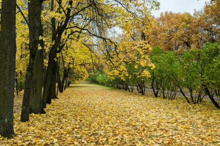 国外,树叶,自然风光,森林,植物,树木,俄罗斯