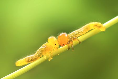 毛虫,昆虫类,植物,动物,生物,昆虫,特写,微距
