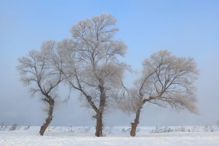 雾凇,冰雪,雾凇岛,吉林,植物,树木,中国,自然风光,天空