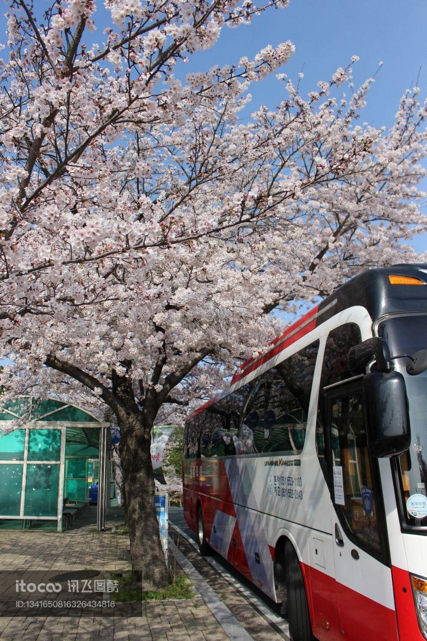 韩国,春天,花