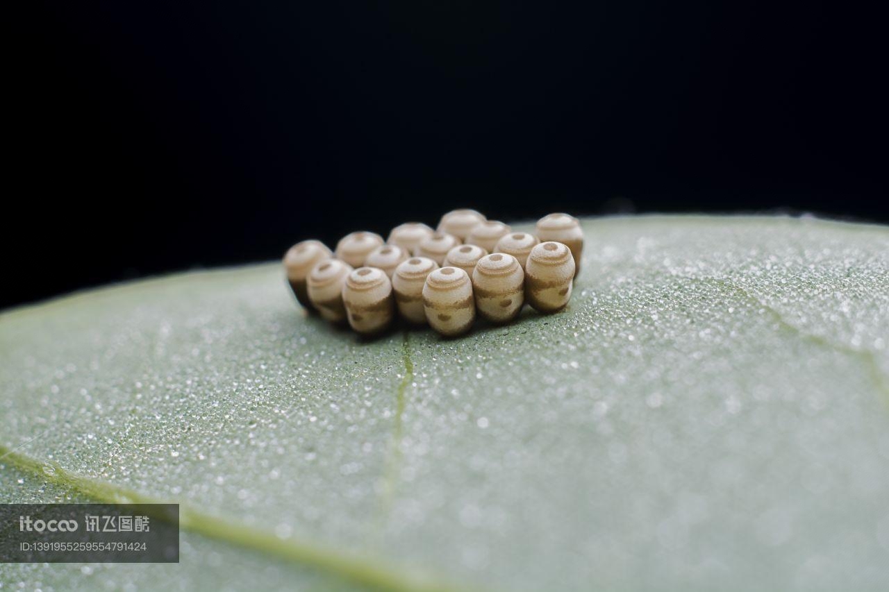 特写,虫卵,生物