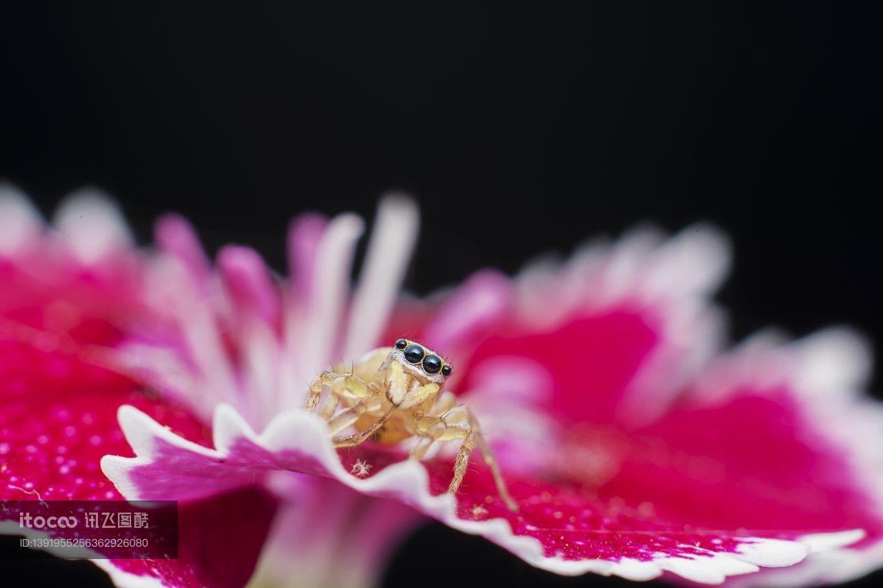 花,蜘蛛,特写