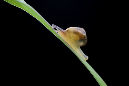 蜗牛,小蜗牛,动物,生物,昆虫,特写,软体类