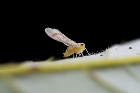 特写,黑色背景,生物,动物,昆虫,植物,树叶
