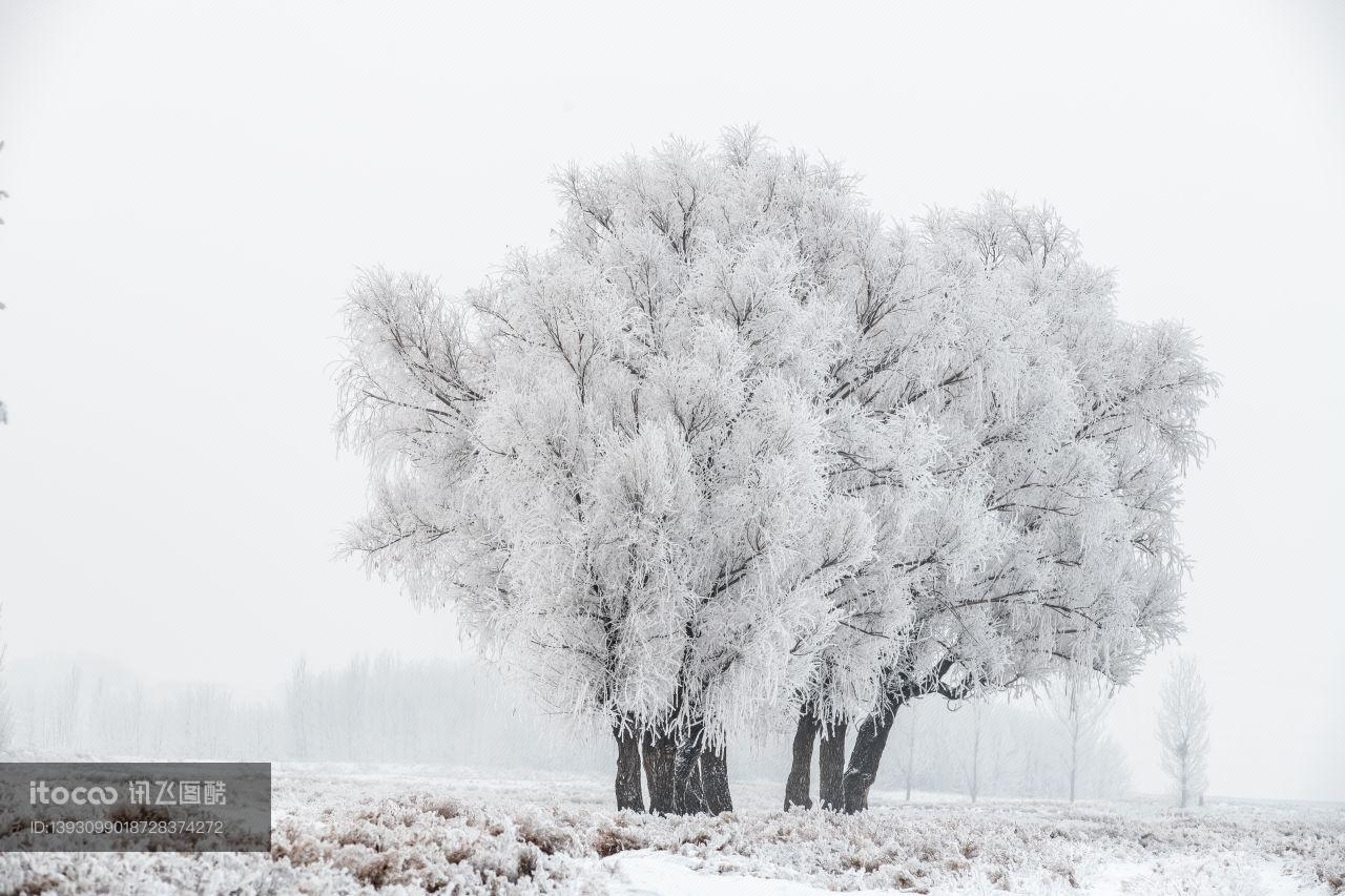 冬天,树木,自然风光