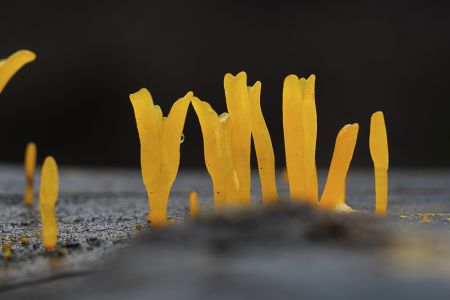 特写,生物,真菌,蘑菇（块菌）