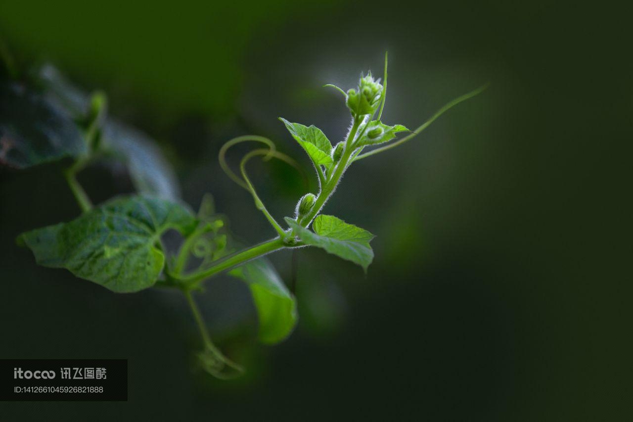 生物,植物,春天