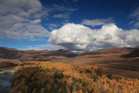 山川,植物,高原,自然风光,森林,树叶,树木,中国,新疆
