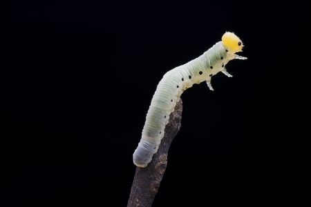 昆虫,昆虫类,毛毛虫,动物,生物,特写,微距