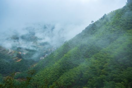 植物,云雾,自然风光,雾,树木,航拍,建筑,村镇