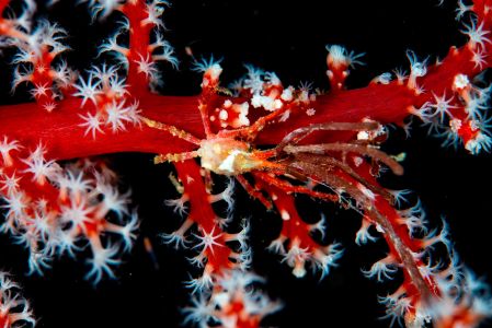 海洋生物,自然风光,海洋,生物,特写,动物,植物