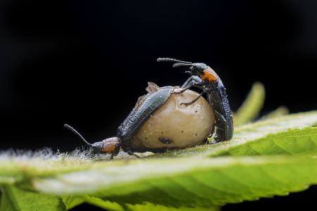 昆虫,节肢动物,动物,生物,微距,特写