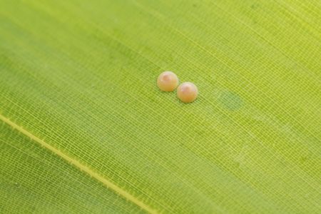 特写,虫卵,草原,生物,植物,树叶,动物,昆虫