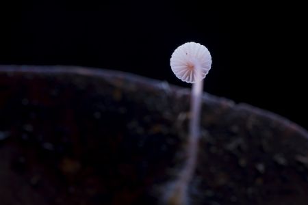 蘑菇（块菌）,蘑菇,植物,生物,真菌,特写