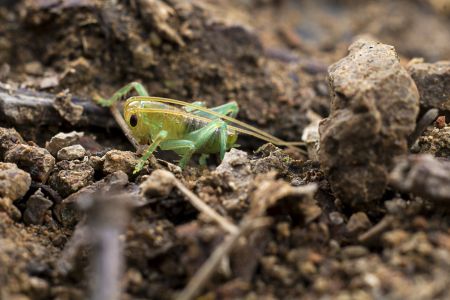 生物,昆虫,特写,自然,户外,动物,环境,田园风光