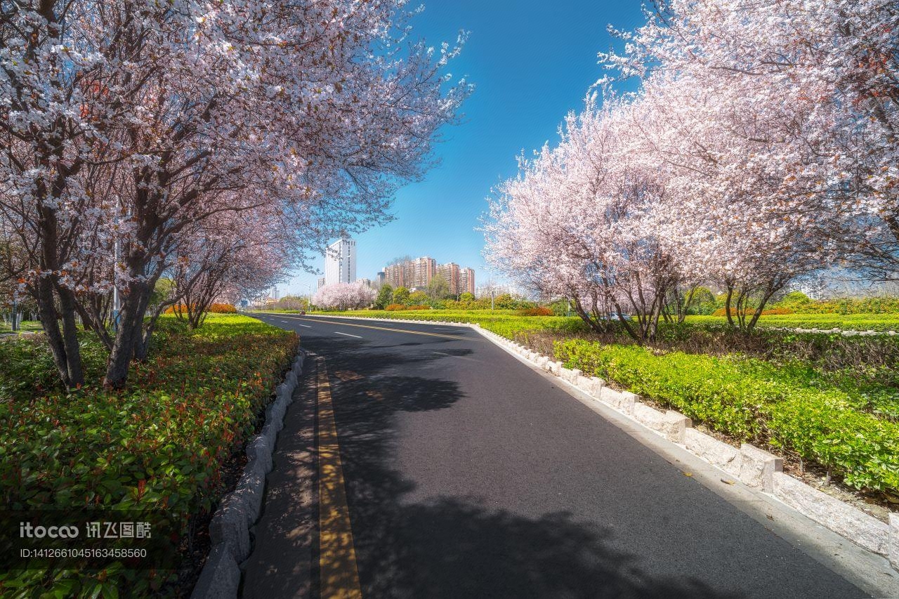 街道,桃花盛开,花