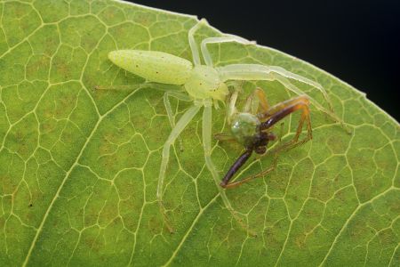 昆虫,节肢动物,动物,特写,微距,生物,昆虫类