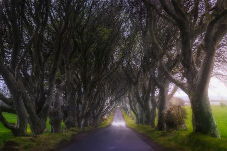 道路,树木,树,生物,全景,植物,杨柳科,城镇,独木成林