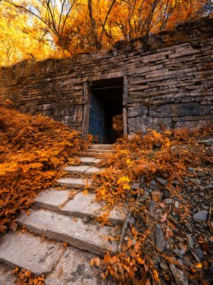 秋天,自然风光,树,植物,建筑,道路