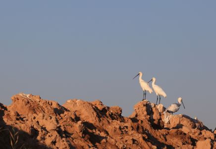 动物,鸟类,天空,自然风光,额济纳,中国,内蒙古