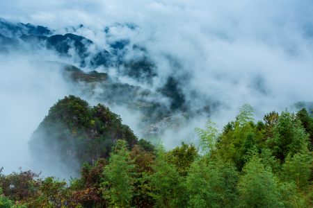自然风光,雾,森林,植物,树木,山川