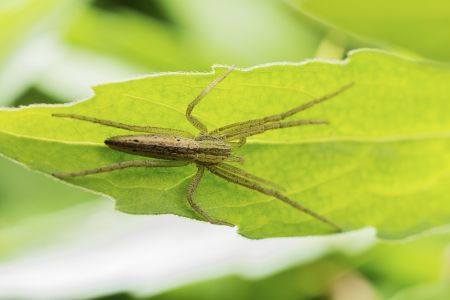 昆虫,节肢动物,生物,自然风光,动物,特写,微距