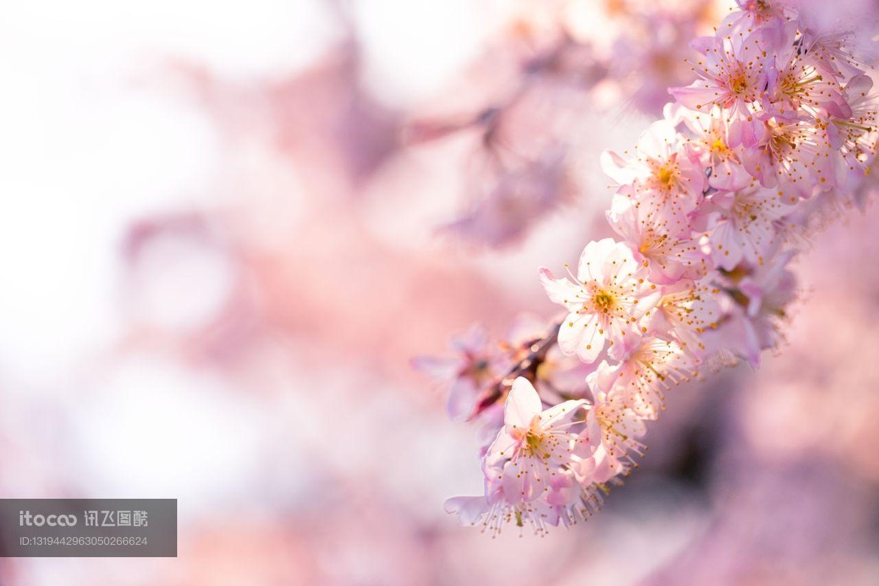 花,特写,樱花