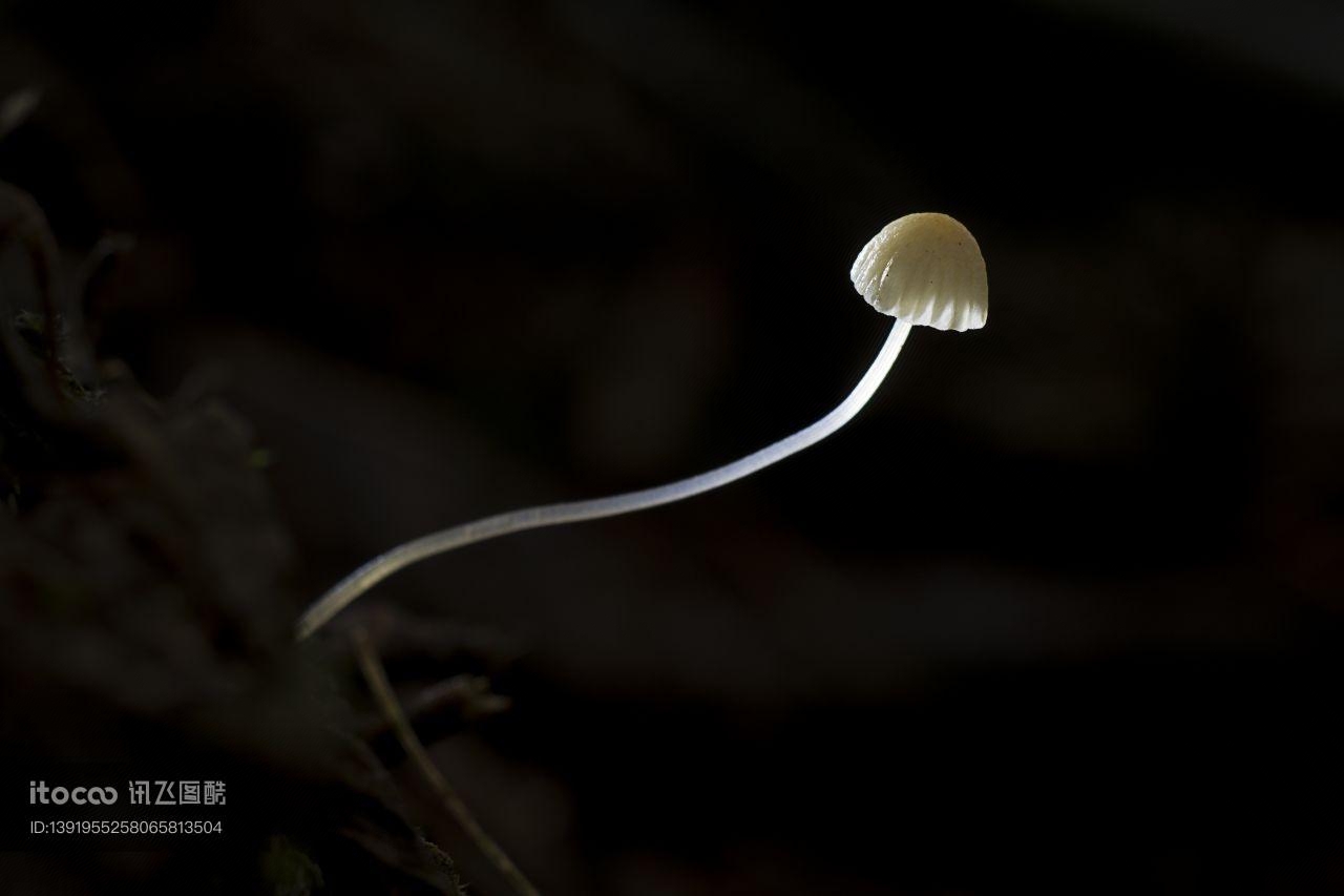 特写,蘑菇（块菌）,自然