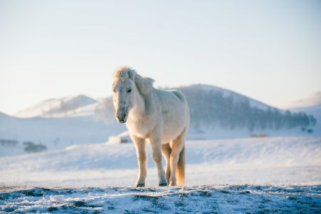 生物,动物,哺乳动物,马,雪,雪山,特写,冬天