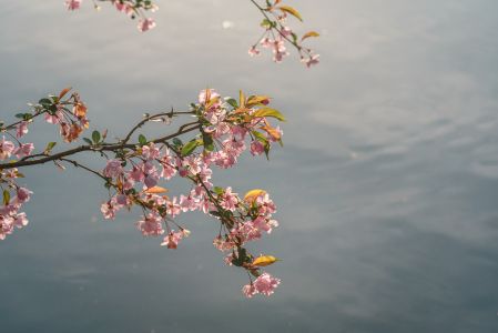 花,自然风光,樱花,植物