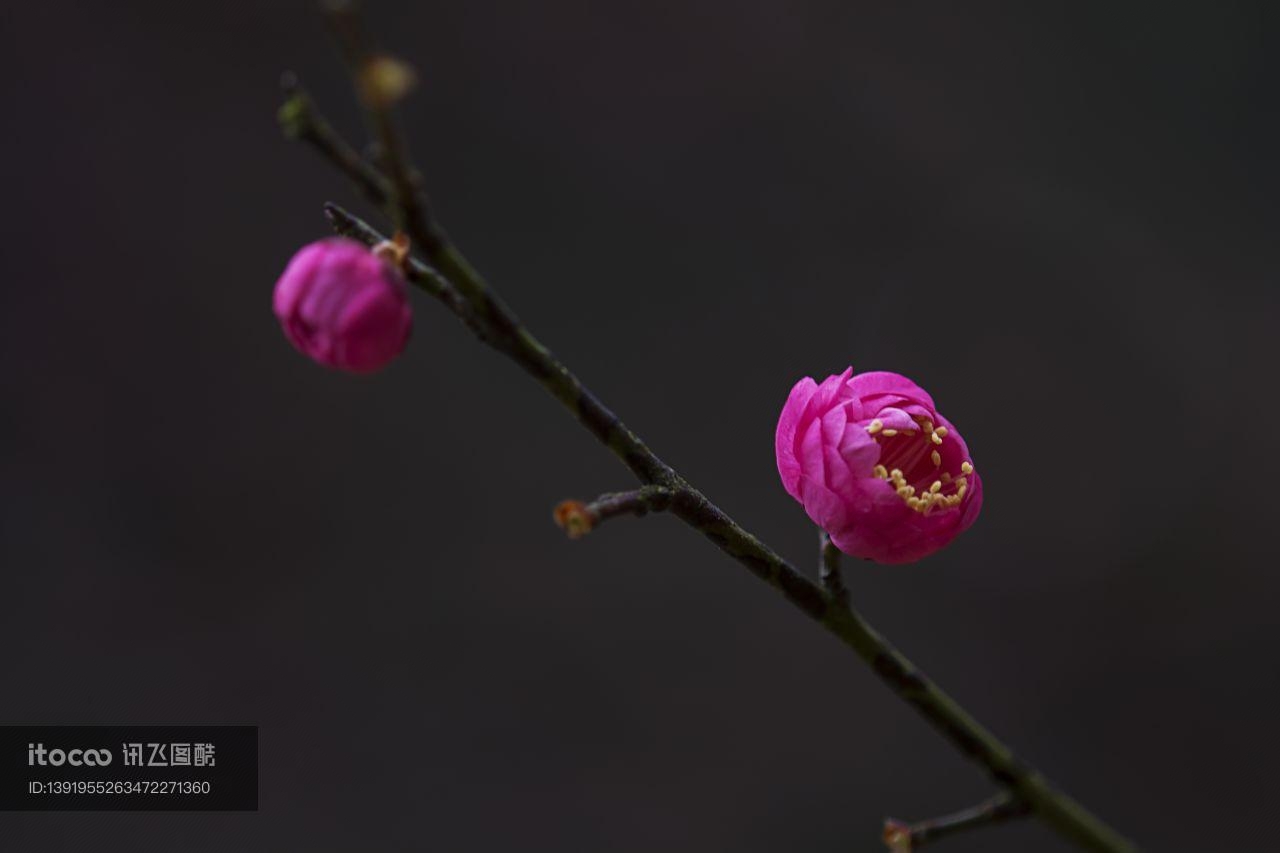 特写,红梅,植物