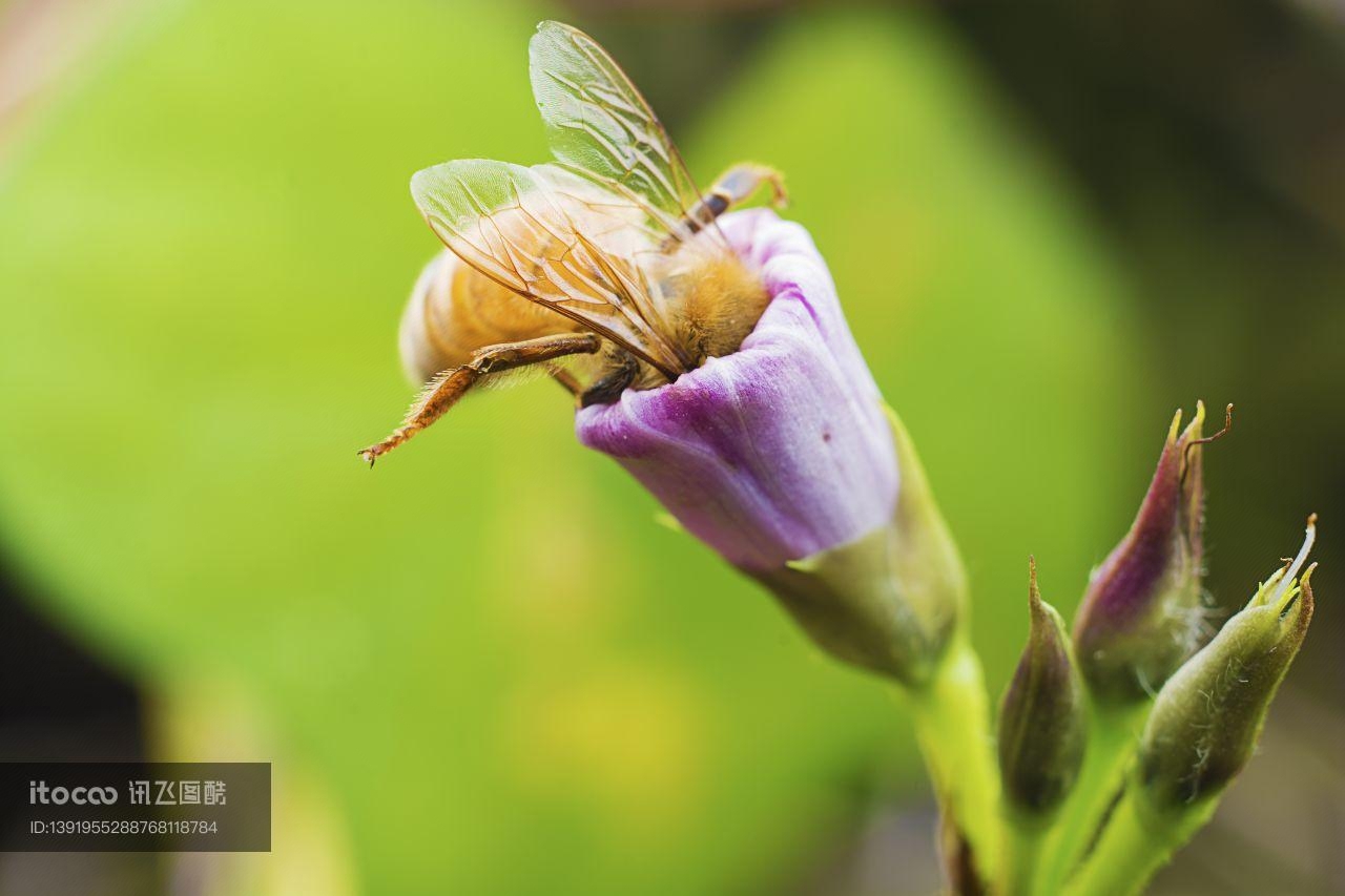 昆虫,节肢动物,虫子