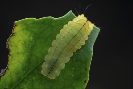 动物,毛毛虫,生物,昆虫,特写