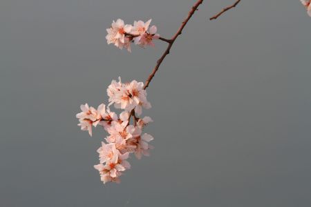 自然风光,植物,花,颐和园,中国,北京