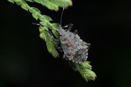 昆虫,节肢动物,虫子,动物,特写,昆虫类