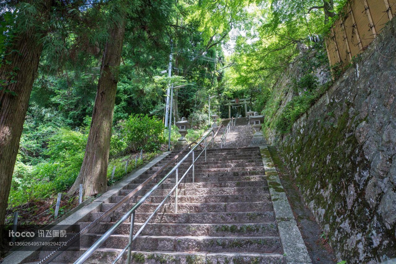 植物,树,山路