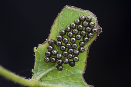 生物,昆虫,树叶,虫卵,特写,动物,自然,户外,植物,环境,田园风光