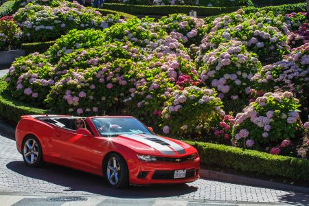 美国,交通工具,汽车,国外,植物,花,灌木,特写,自然风光,城镇