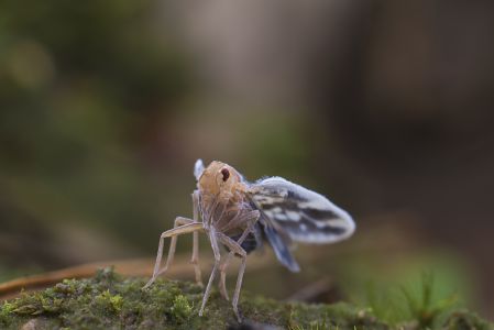 生物,昆虫,特写,动物,自然,户外,树叶,青草,环境,田园风光,植物