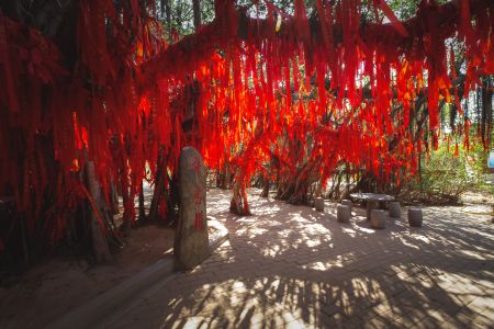 景点,祈愿树,红飘带,生物,特写,植物,树木,道路