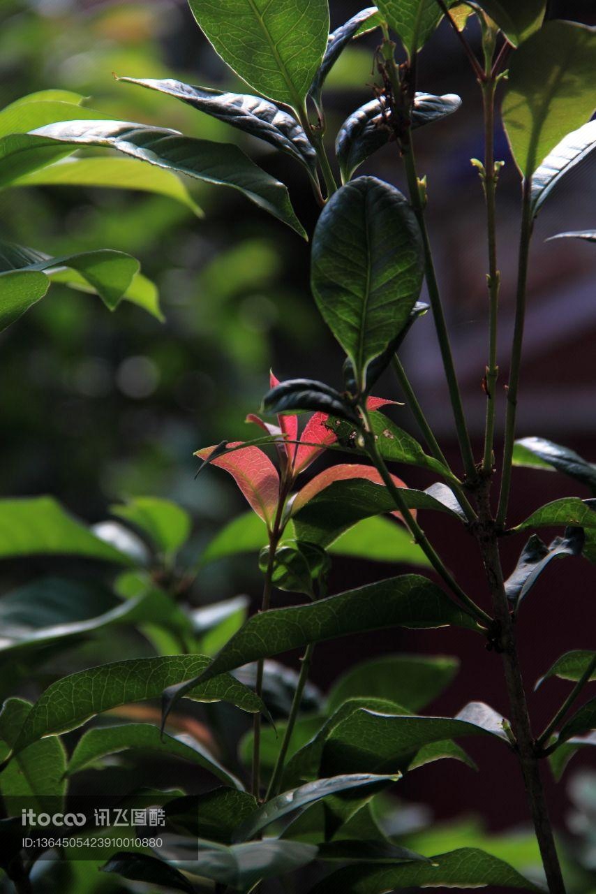 植物,生物,树叶