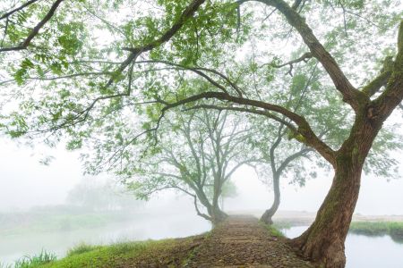 植物,树,自然风光,树木,天空,雾