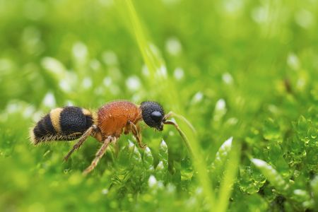 昆虫,节肢动物,动物,生物,特写,昆虫类